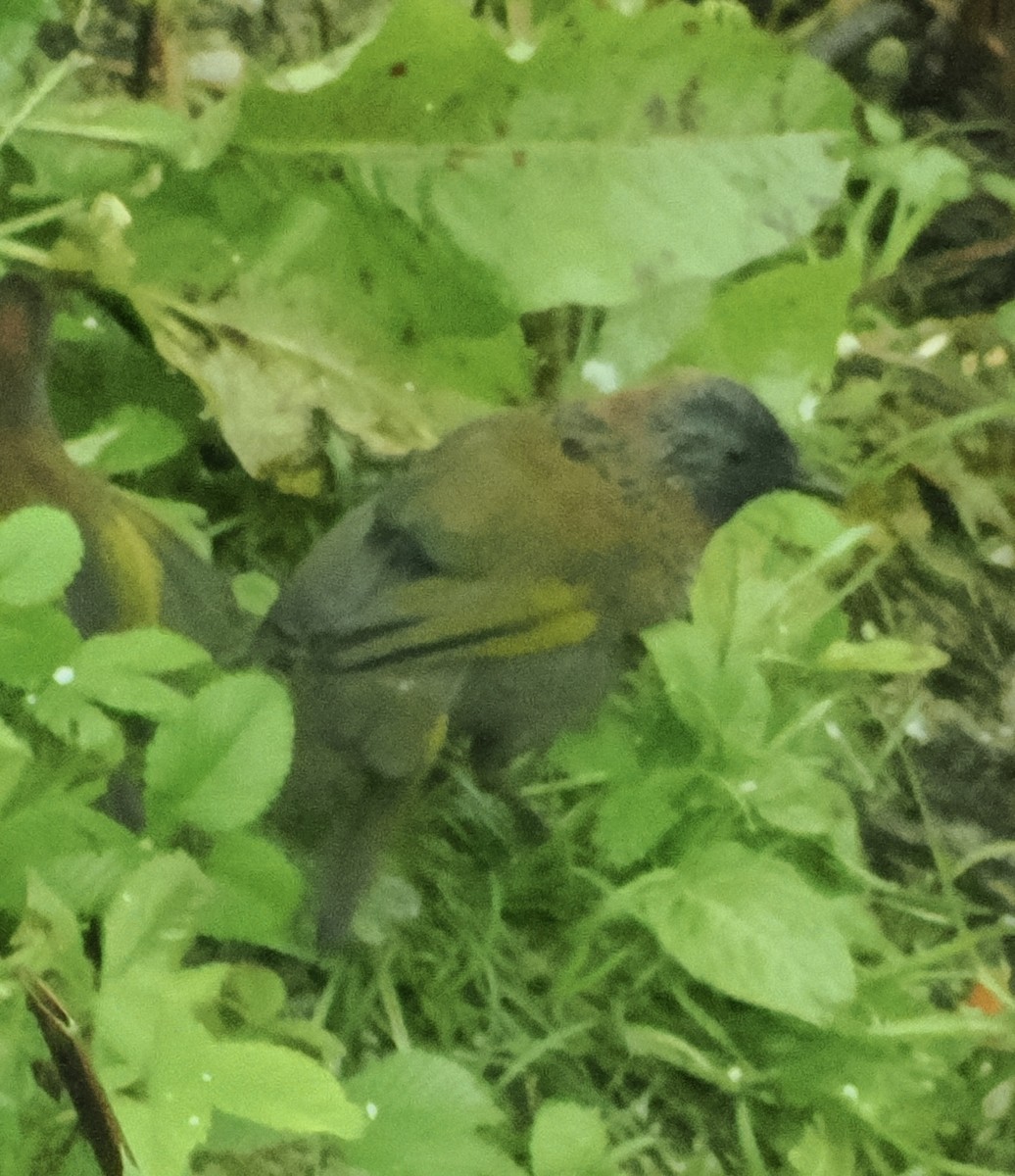 Chestnut-crowned Laughingthrush - ML642961750
