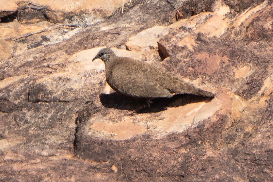 White-quilled Rock-Pigeon - ML642961753