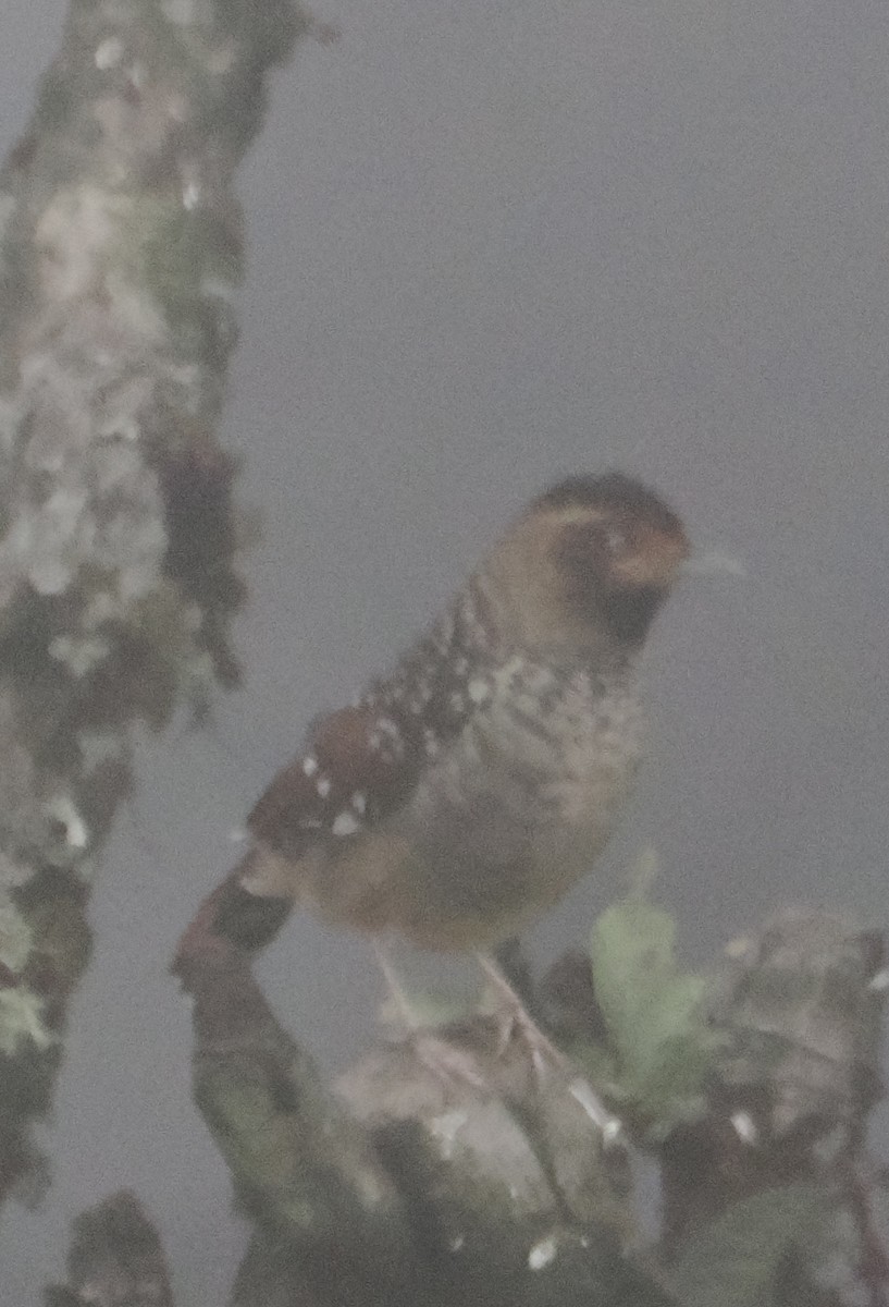 Spotted Laughingthrush - ML642961767