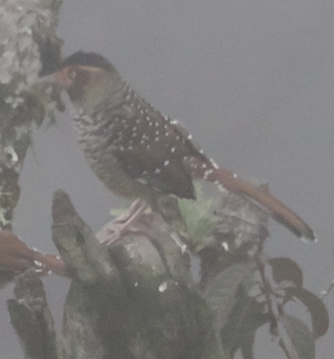 Spotted Laughingthrush - ML642961768