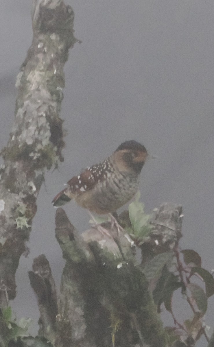 Spotted Laughingthrush - ML642961769