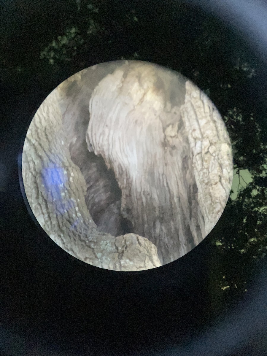 Chimney Swift - ML642961774