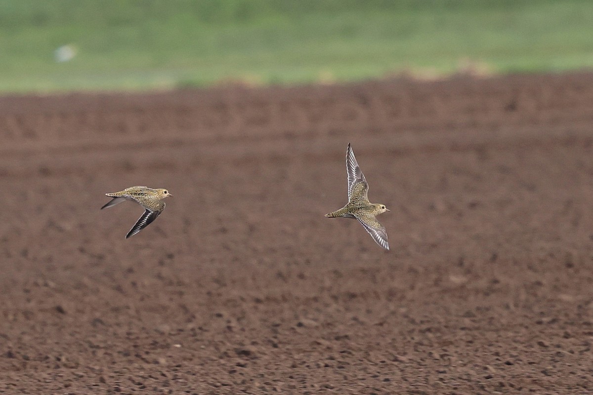 European Golden-Plover - ML642961791