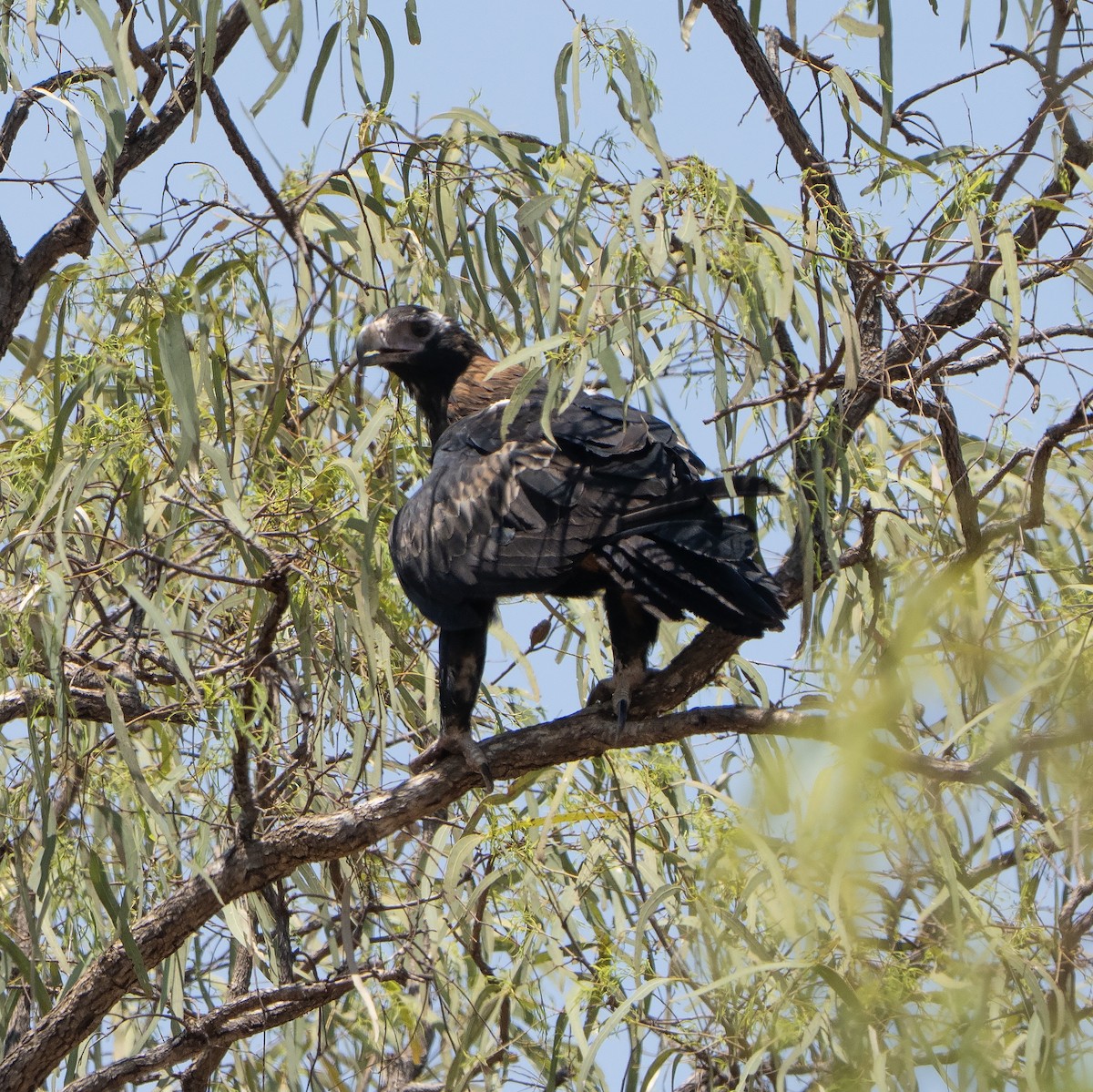 Wedge-tailed Eagle - ML642961793