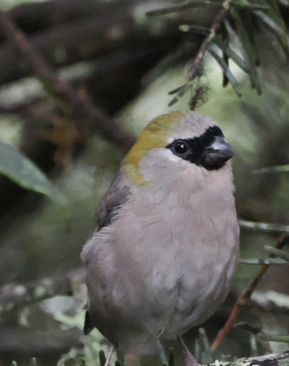 Red-headed Bullfinch - ML642961795