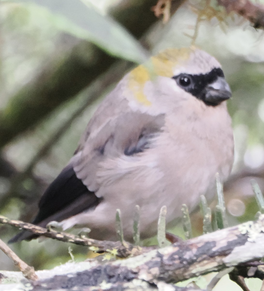 Red-headed Bullfinch - ML642961796