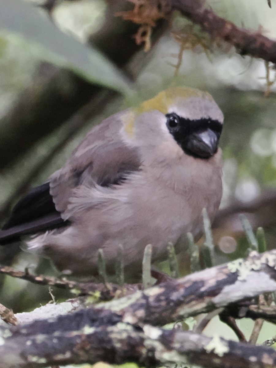 Red-headed Bullfinch - ML642961797
