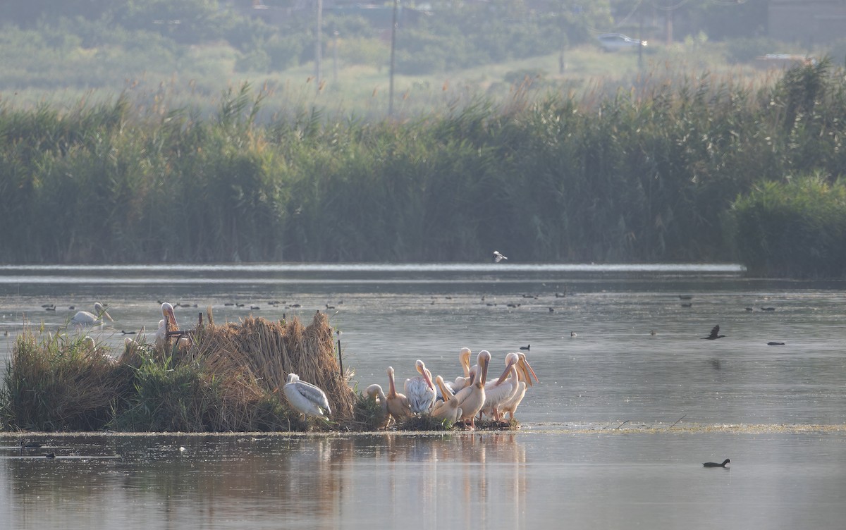 pelikán bílý - ML642961798
