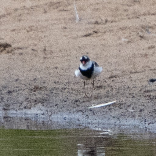 Black-fronted Dotterel - ML642961802