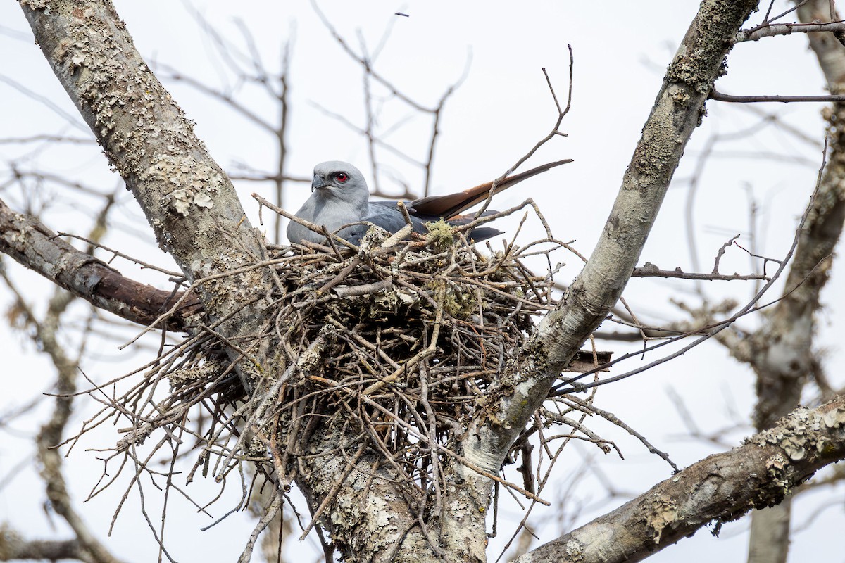 Plumbeous Kite - ML642961803
