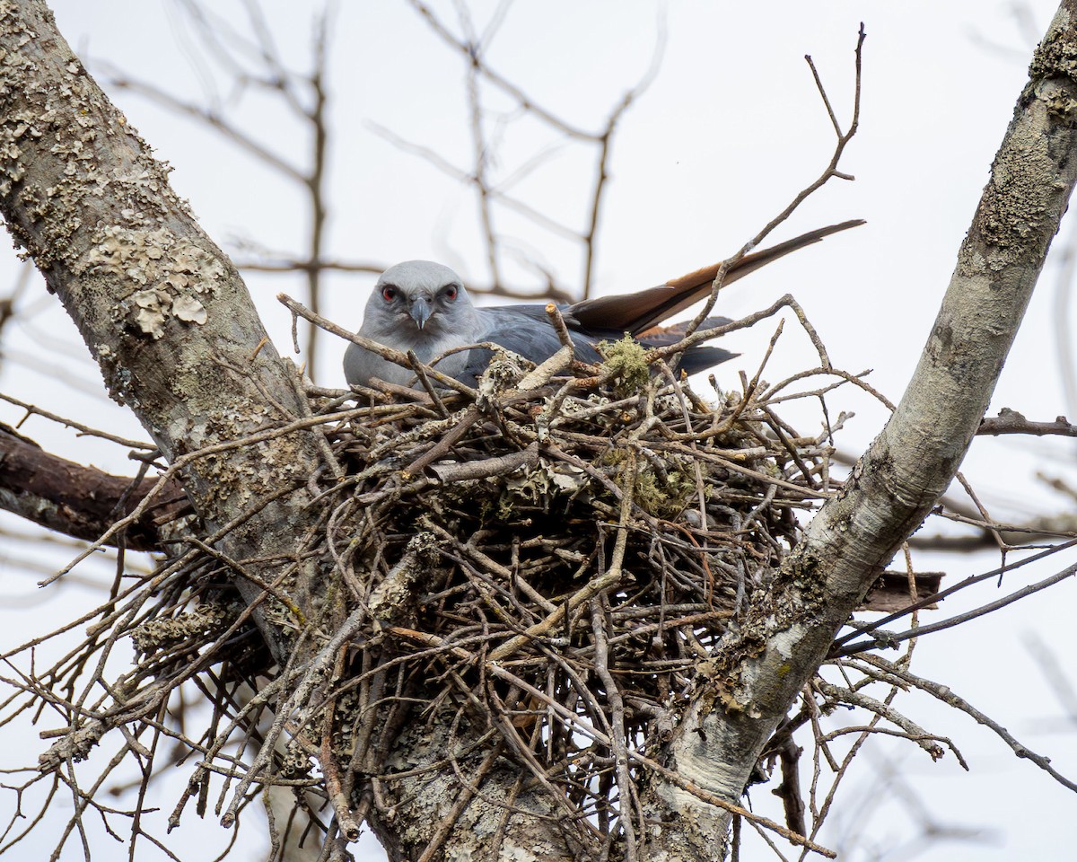 Plumbeous Kite - ML642961804
