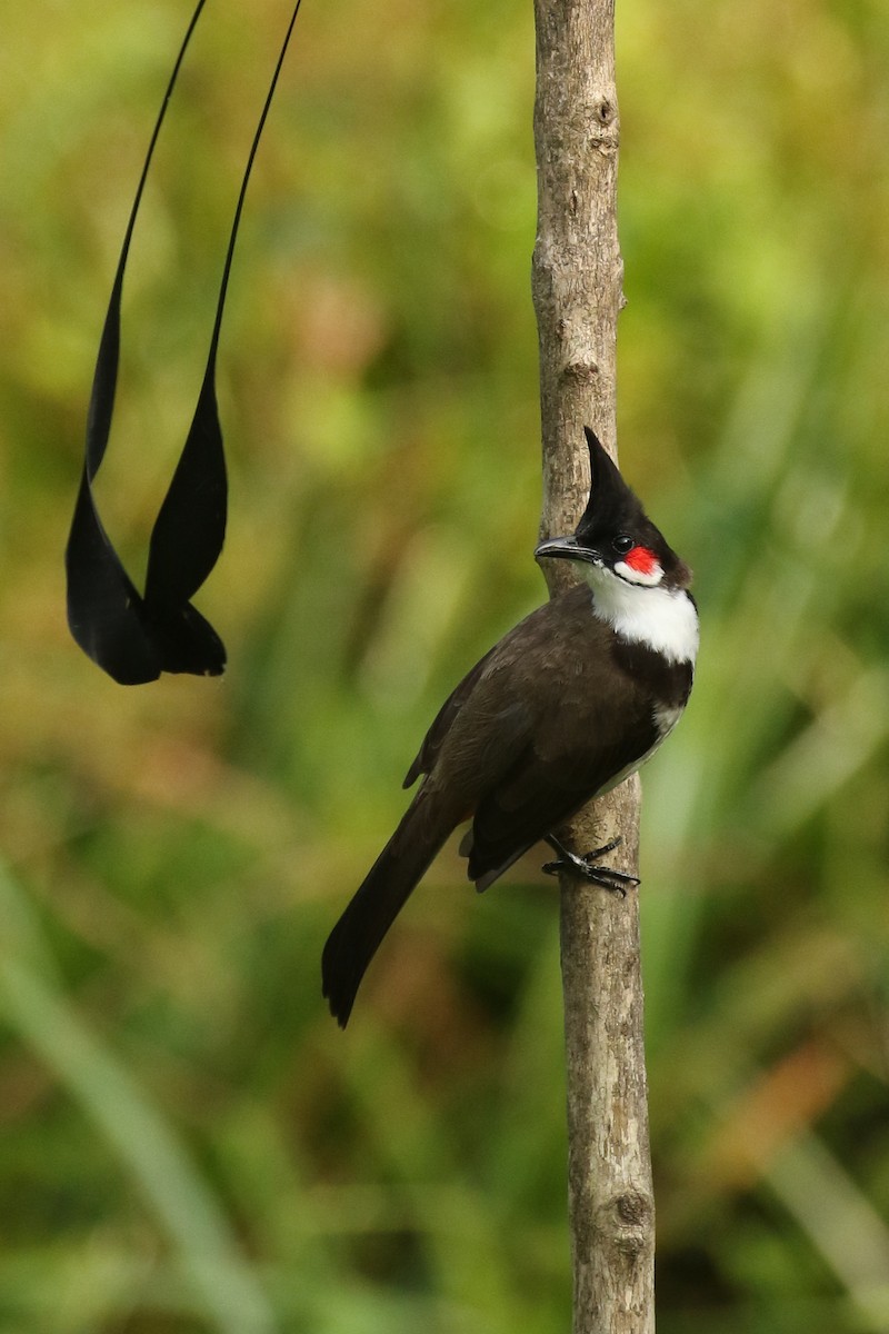 Bulbul orphée - ML642961808