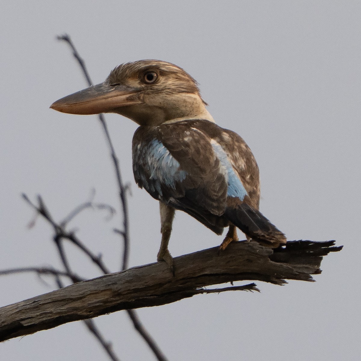 Blue-winged Kookaburra - ML642961810