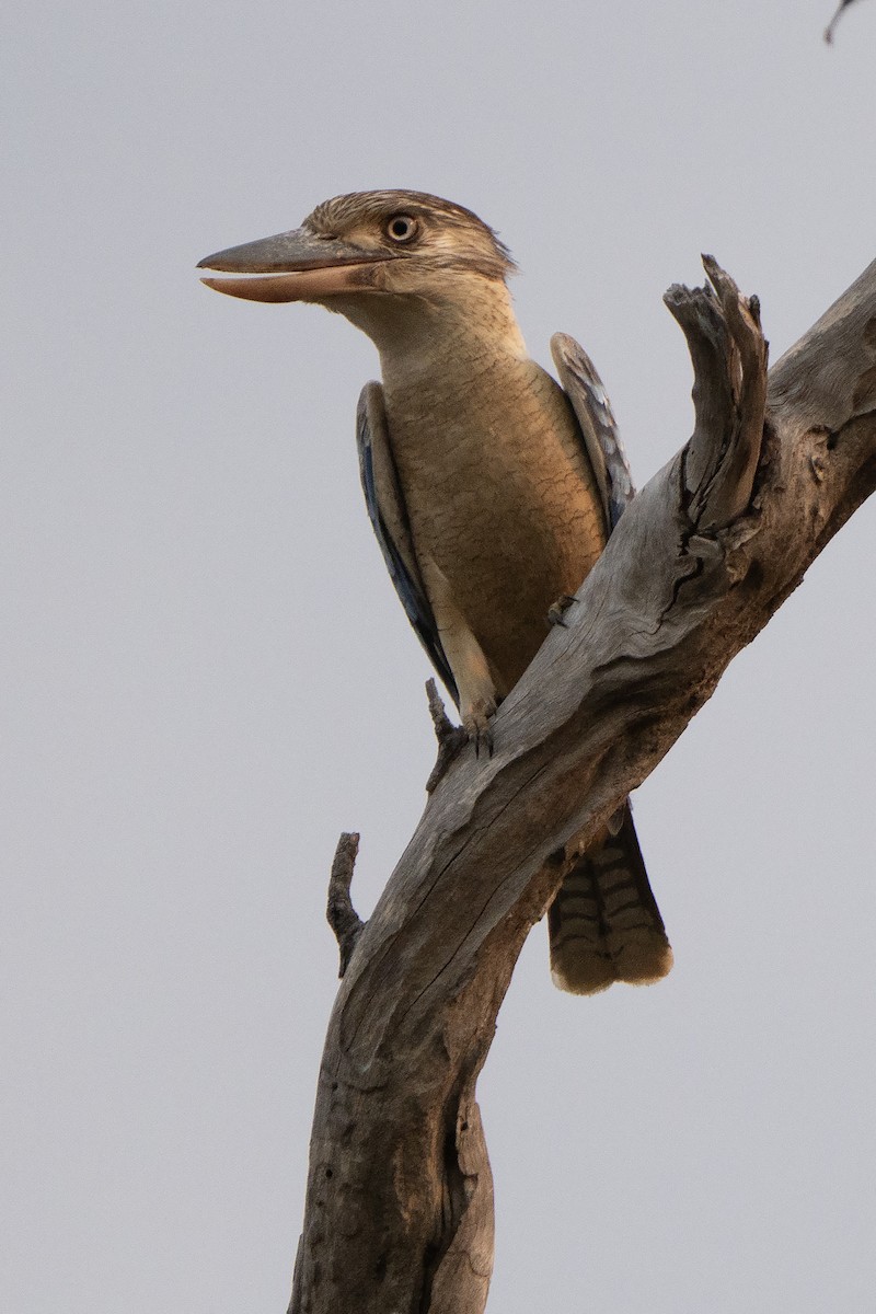 Blue-winged Kookaburra - ML642961811