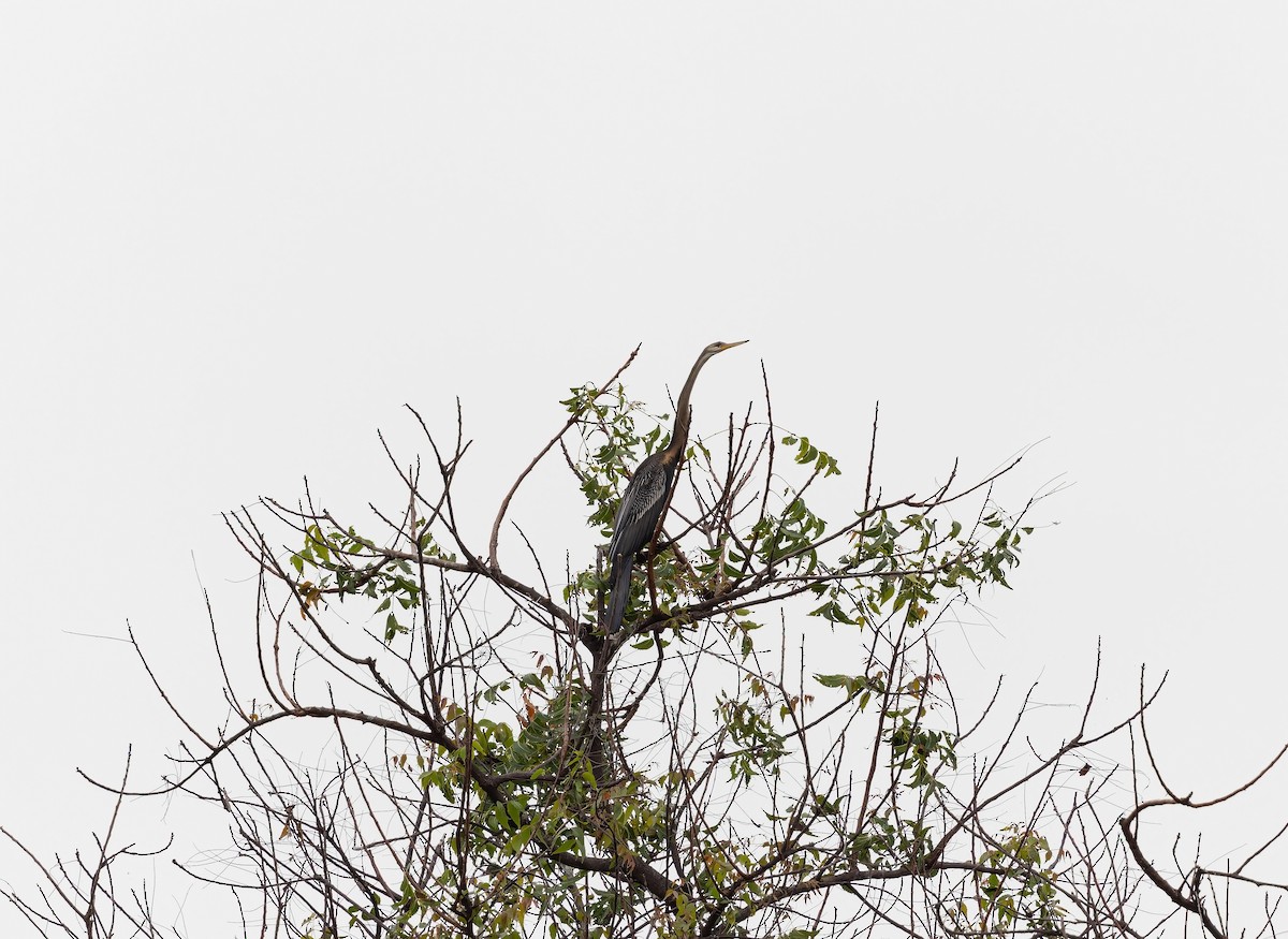 Oriental Darter - ML642961821