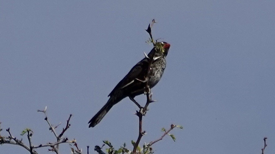 Red-billed Buffalo-Weaver - ML642961831