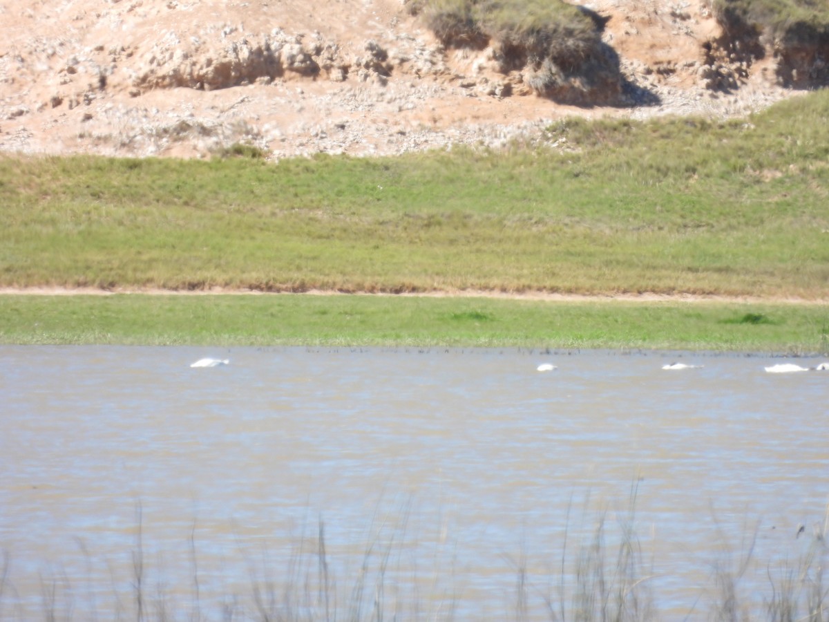 Black-necked Swan - ML642961834