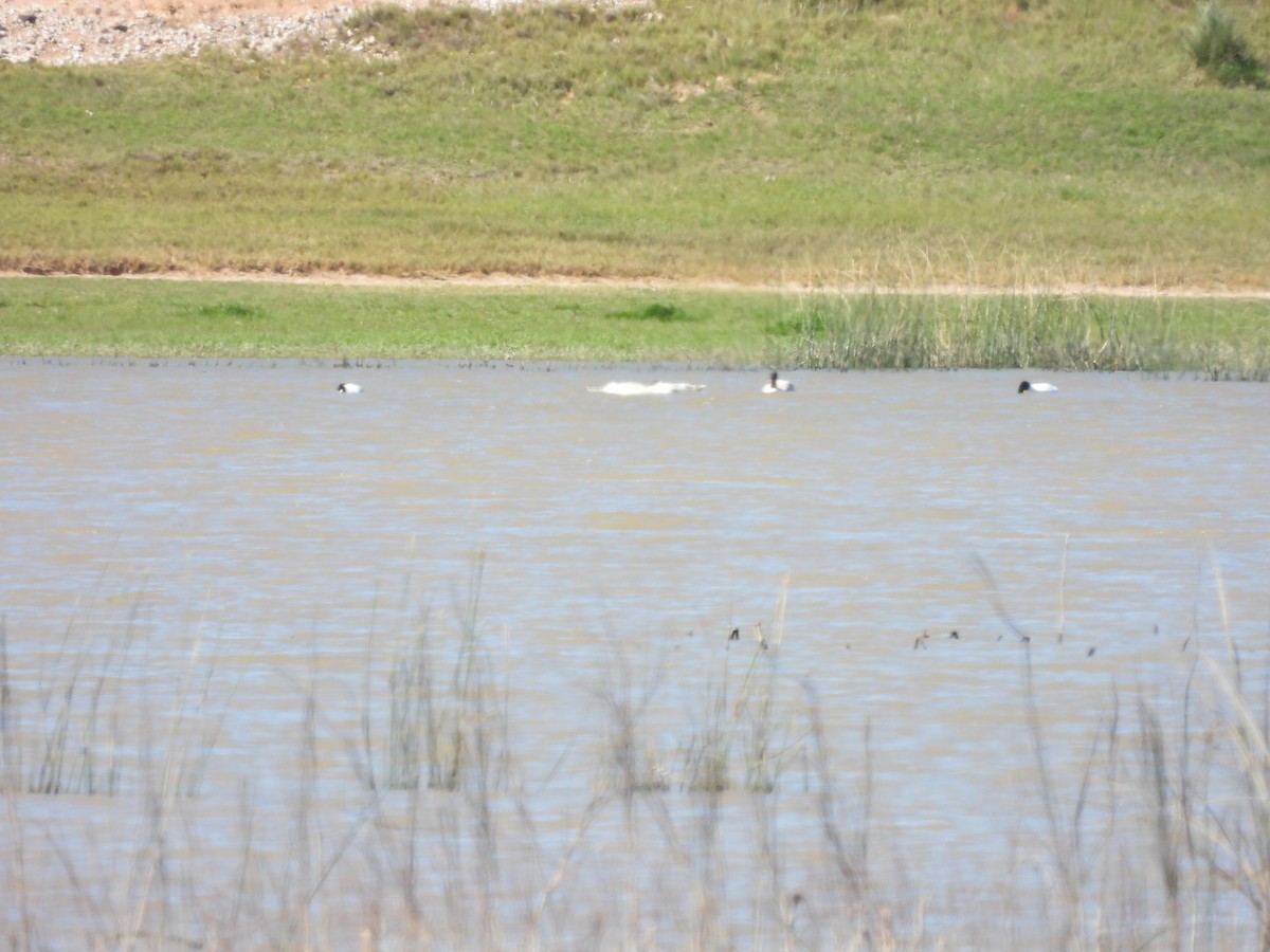 Black-necked Swan - ML642961835