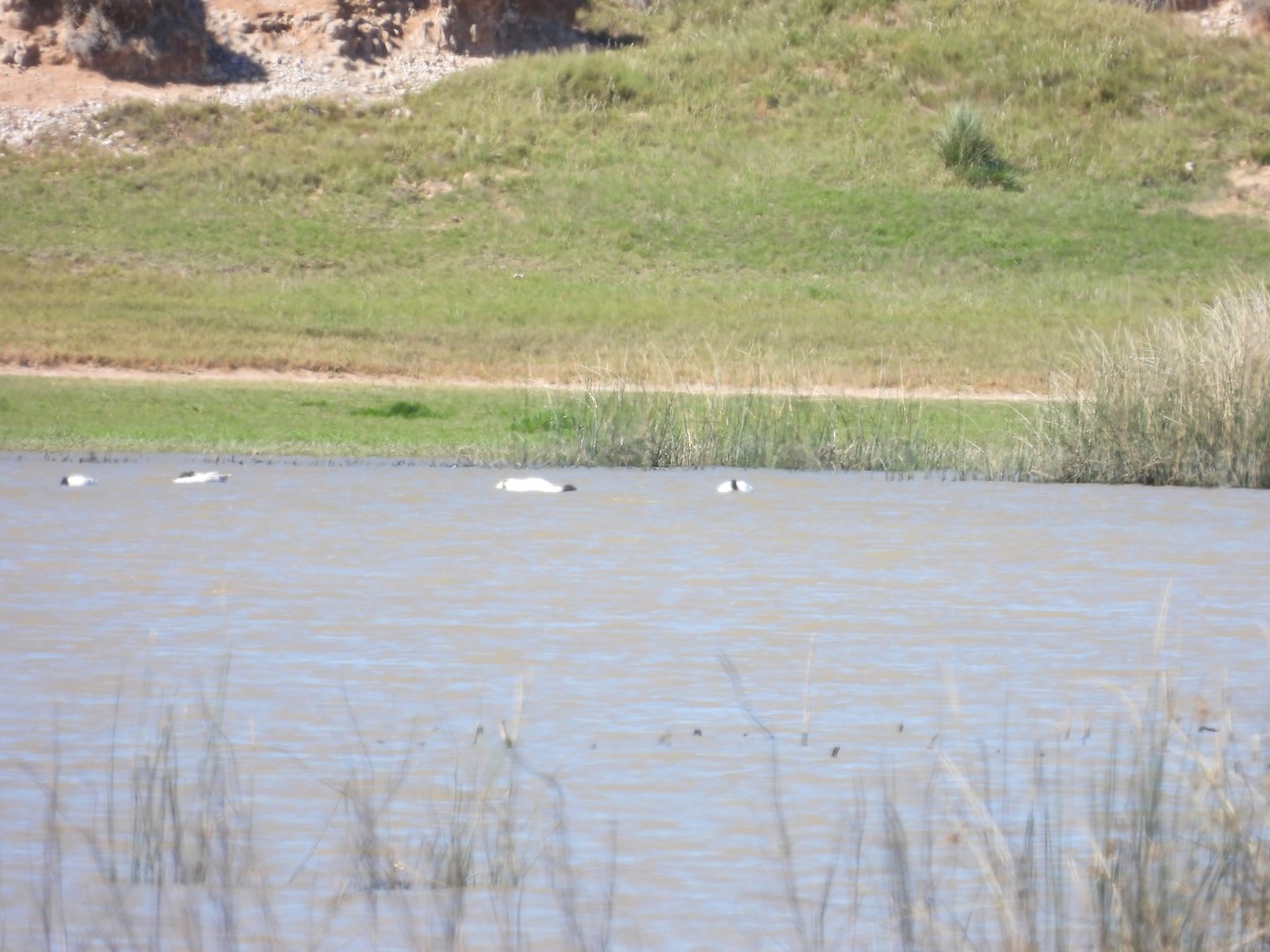 Black-necked Swan - ML642961836
