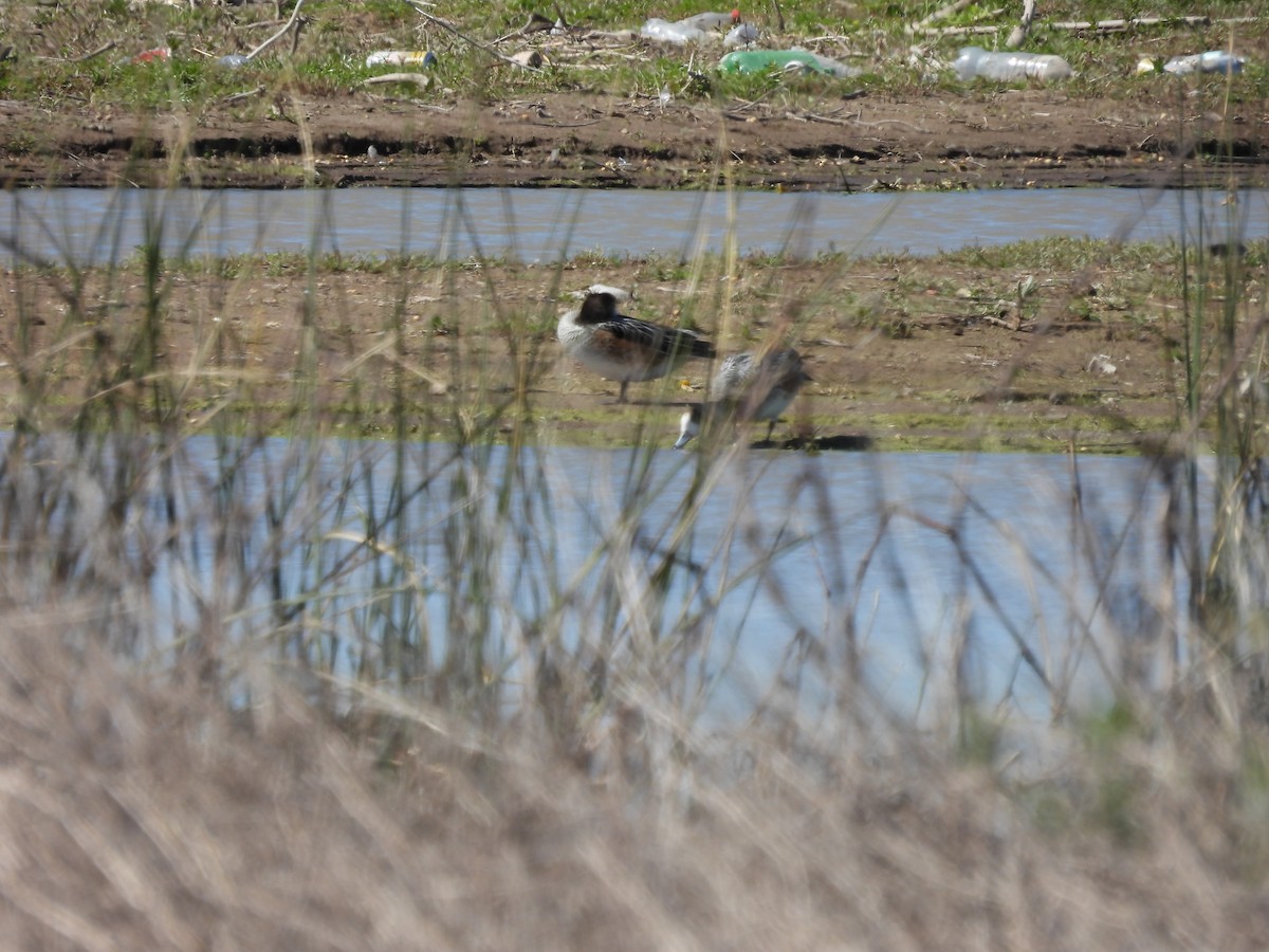 Chiloe Wigeon - ML642961839