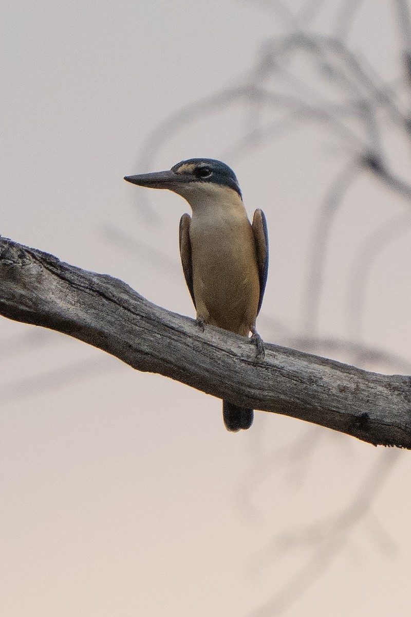 Sacred Kingfisher - ML642961840
