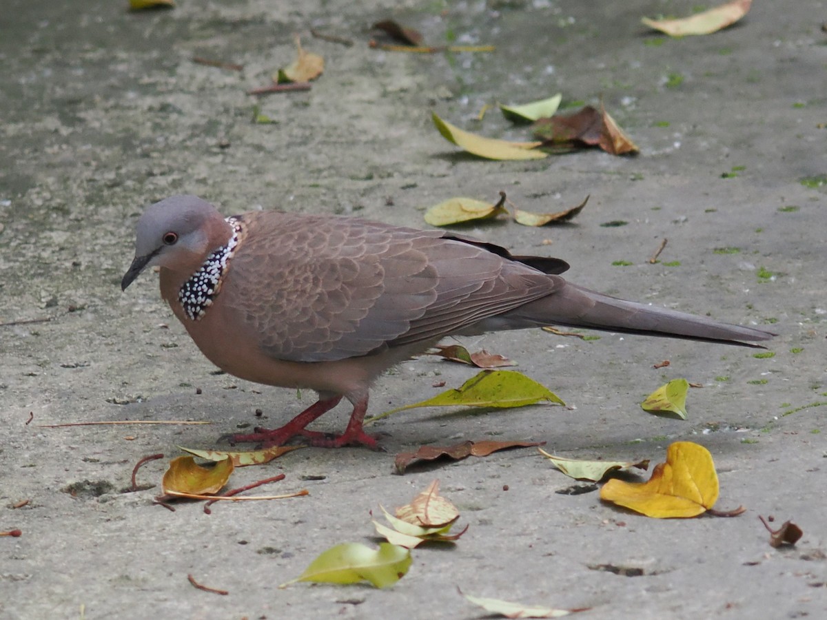 Spotted Dove - ML642961859