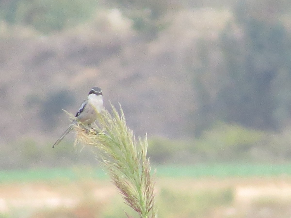 Iberian Gray Shrike - ML642961871