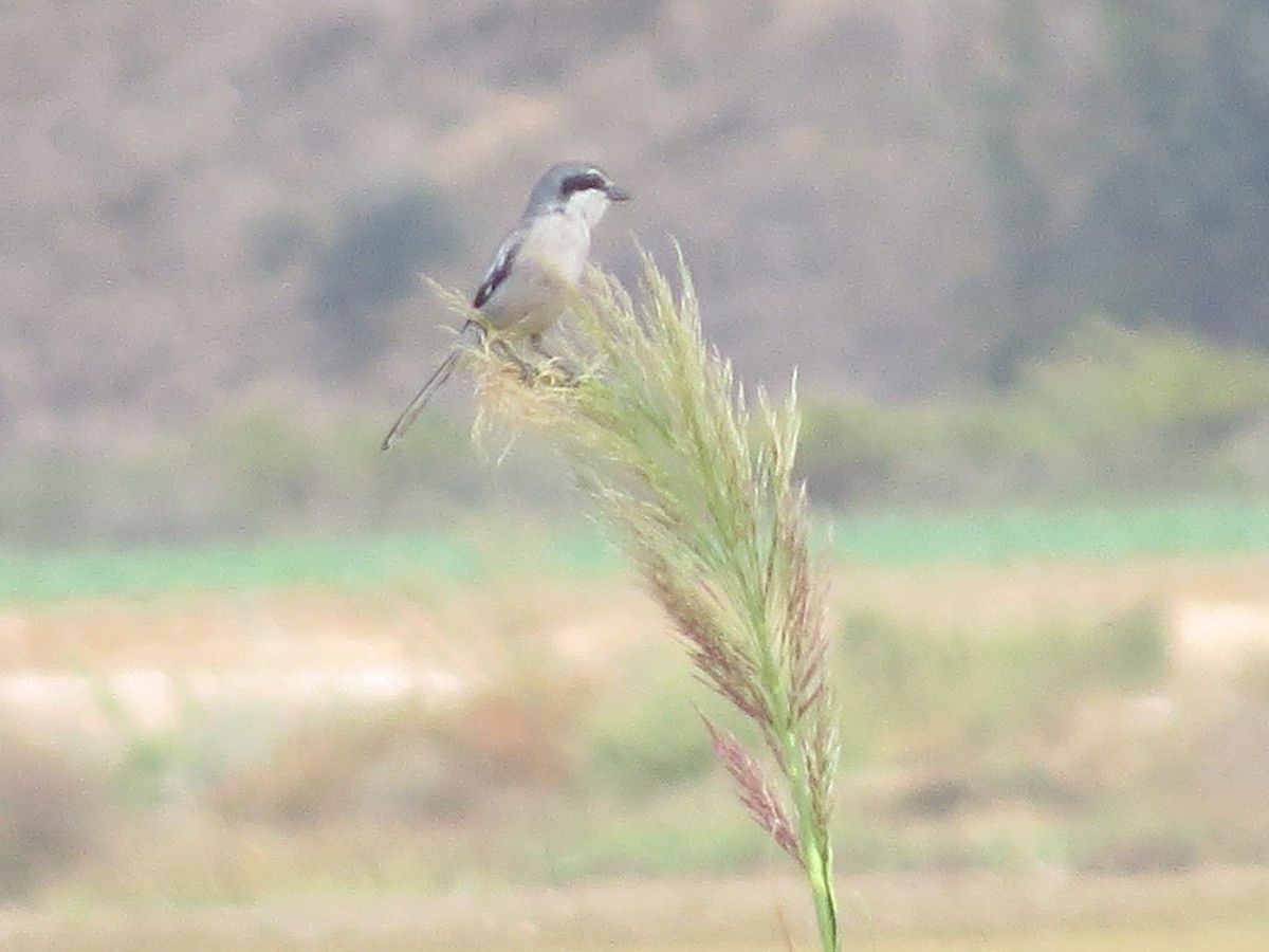 Iberian Gray Shrike - ML642961872