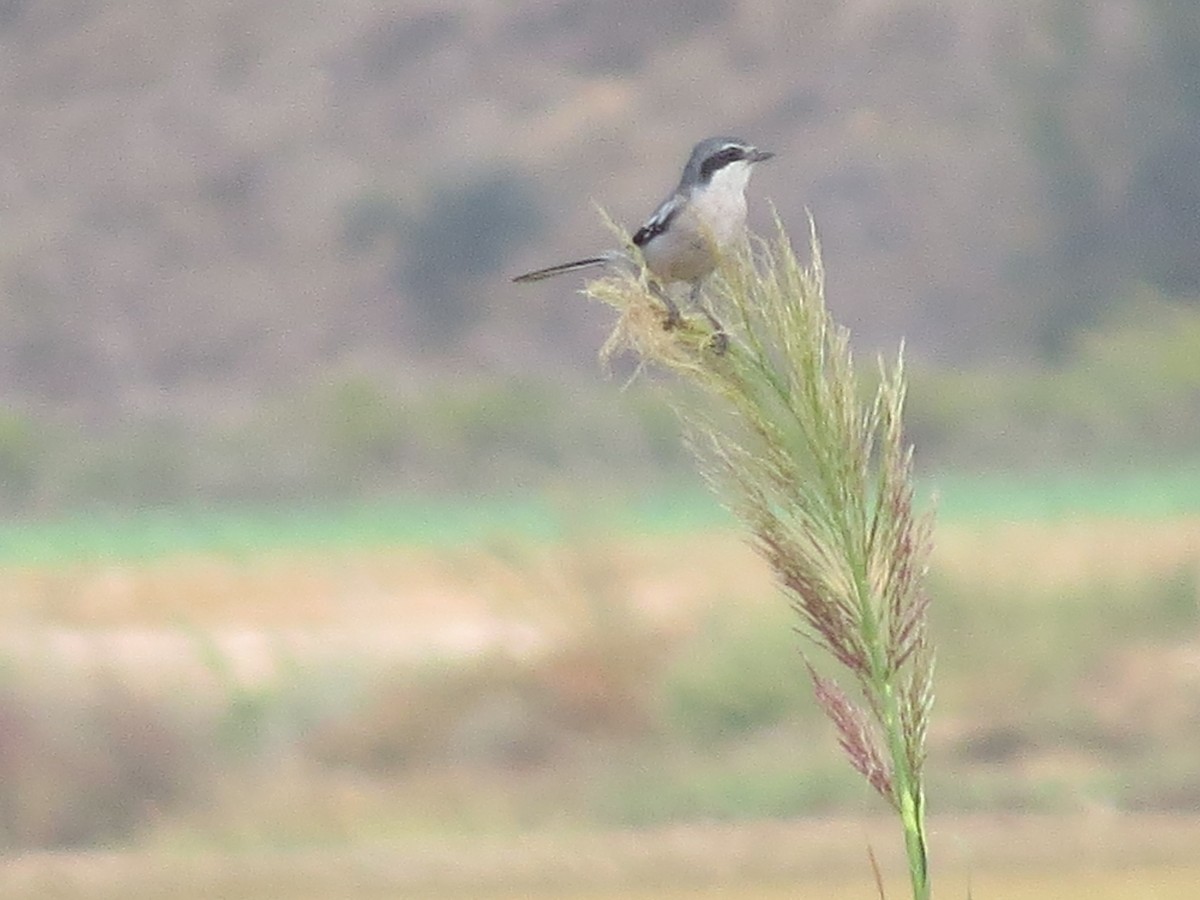 Iberian Gray Shrike - ML642961873