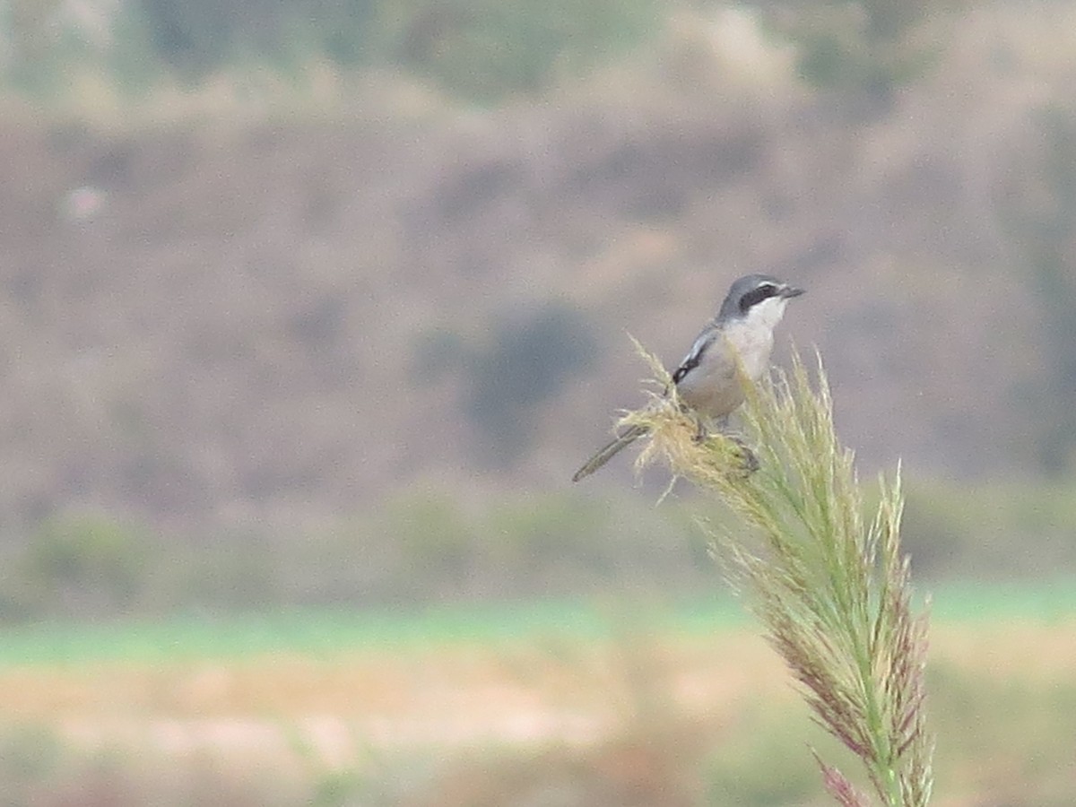 Iberian Gray Shrike - ML642961874