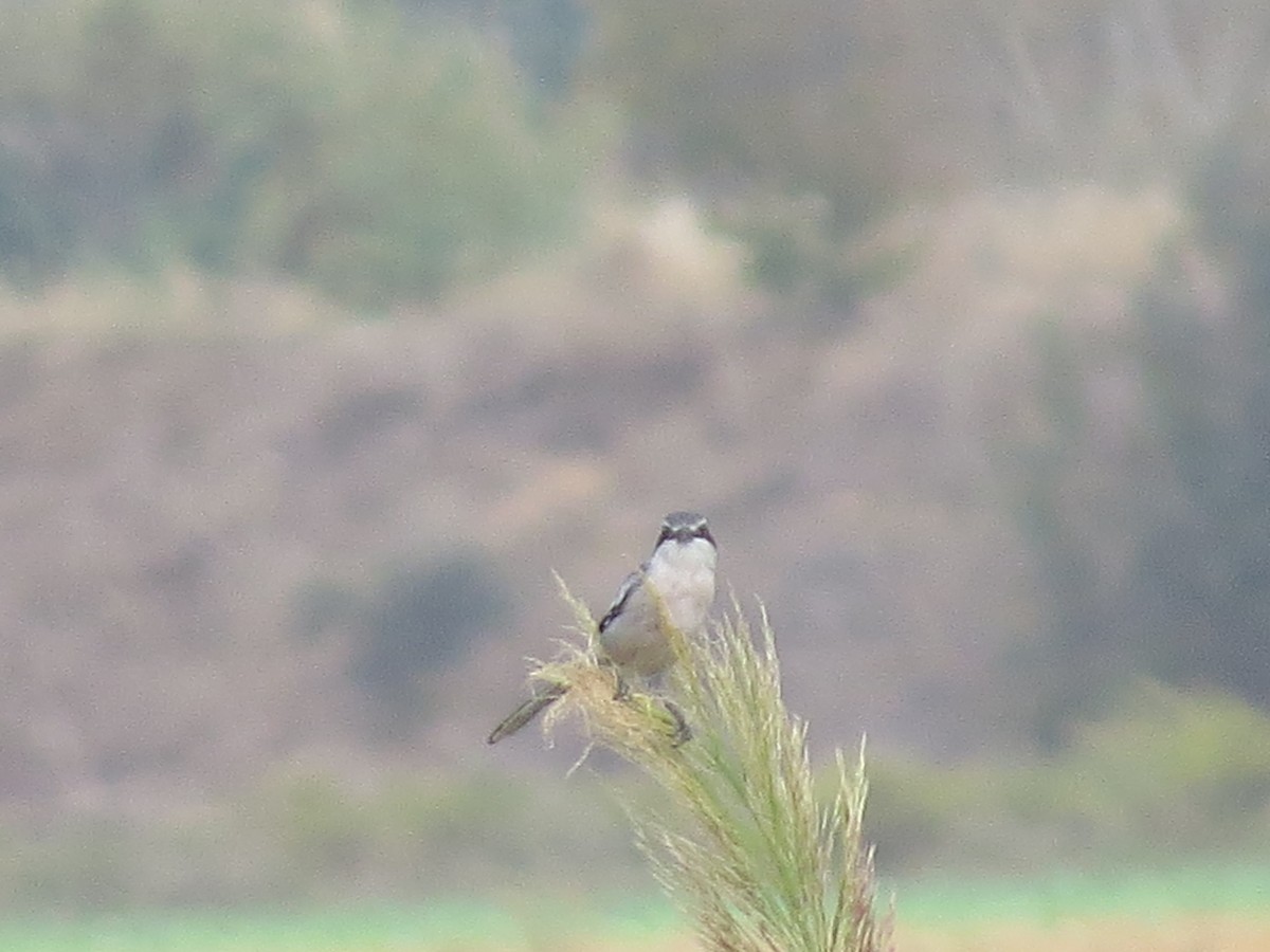 Iberian Gray Shrike - ML642961875