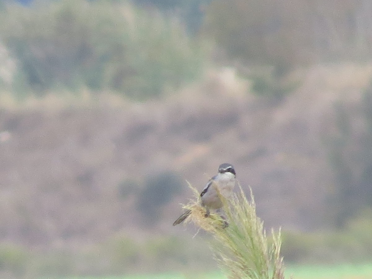 Iberian Gray Shrike - ML642961876