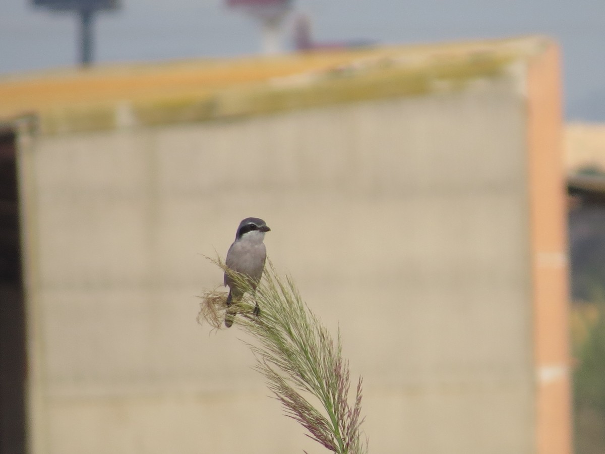 Iberian Gray Shrike - ML642961877