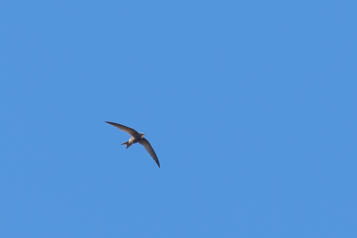 Pallid Swift - ML642961909