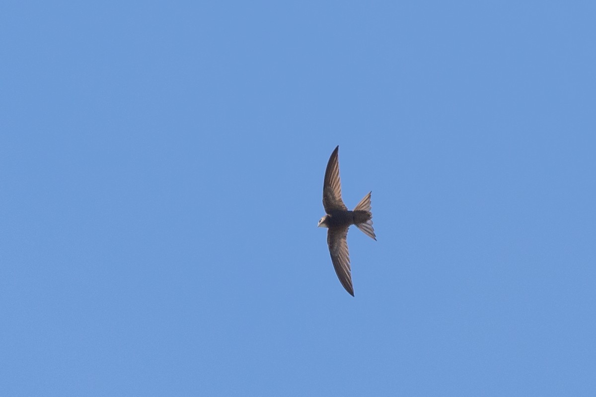 Pallid Swift - ML642961910