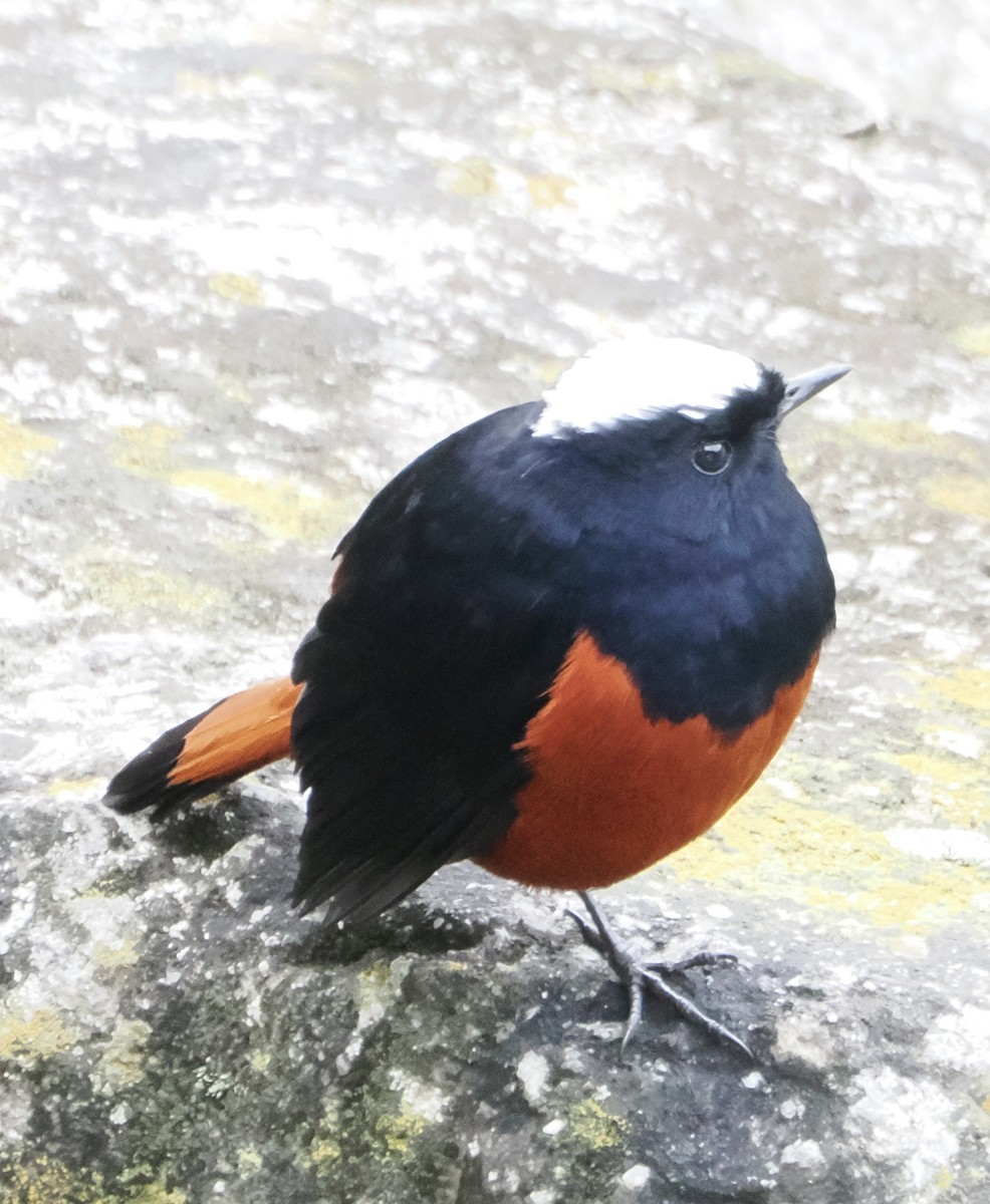 白頂溪鴝 - ML642961915