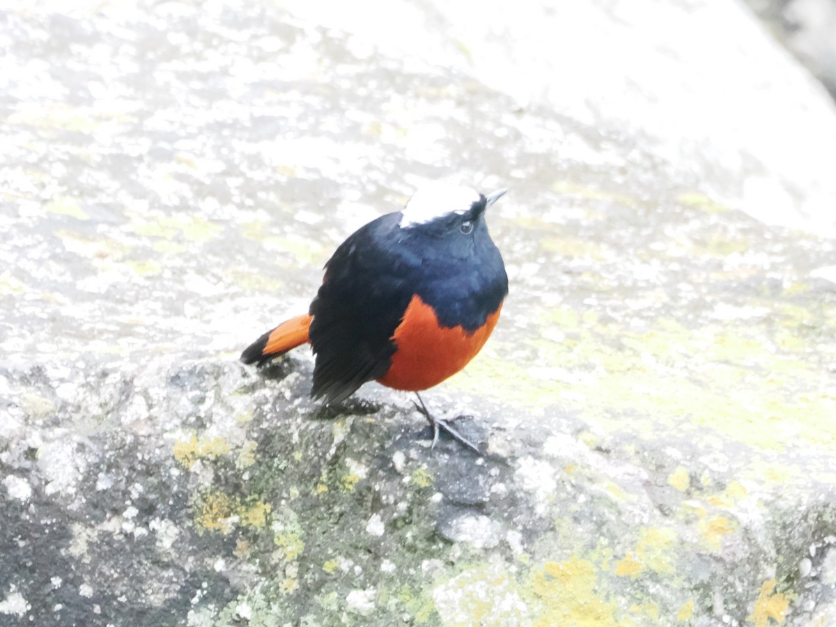 白頂溪鴝 - ML642961916