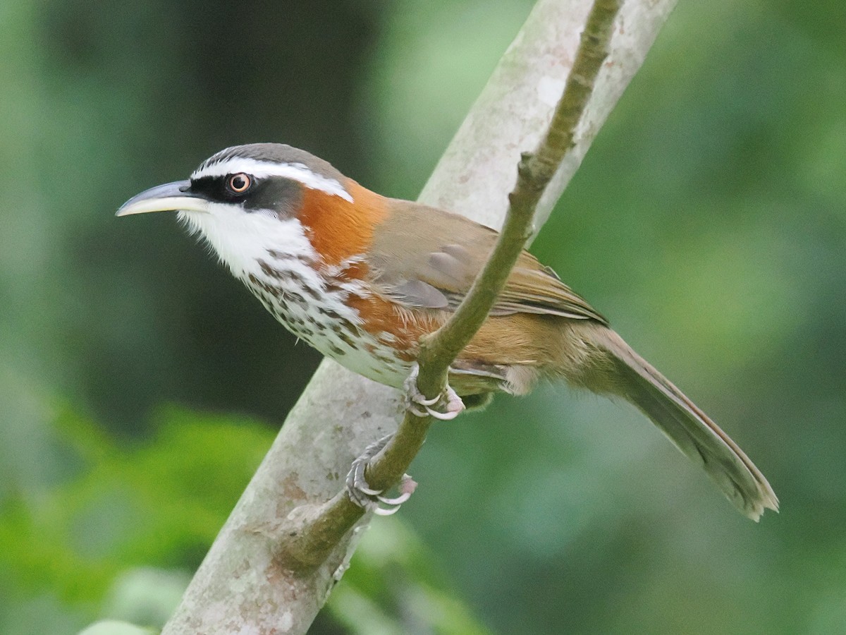 Taiwan Scimitar-Babbler - ML642961921