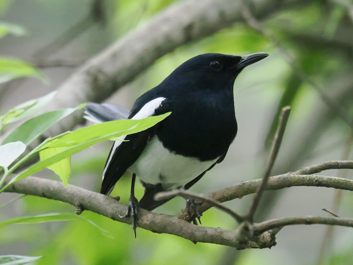 Oriental Magpie-Robin - ML642961924