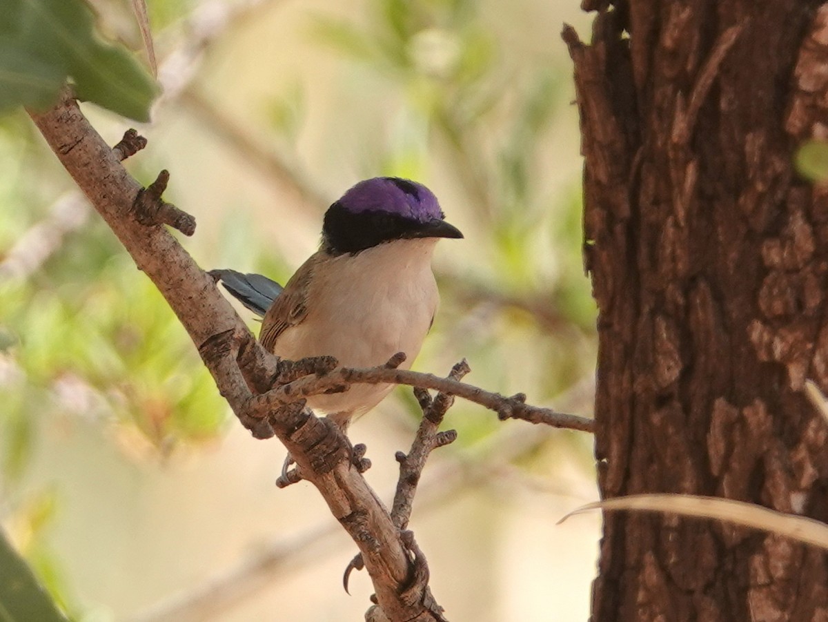 Purple-crowned Fairywren - ML642961936