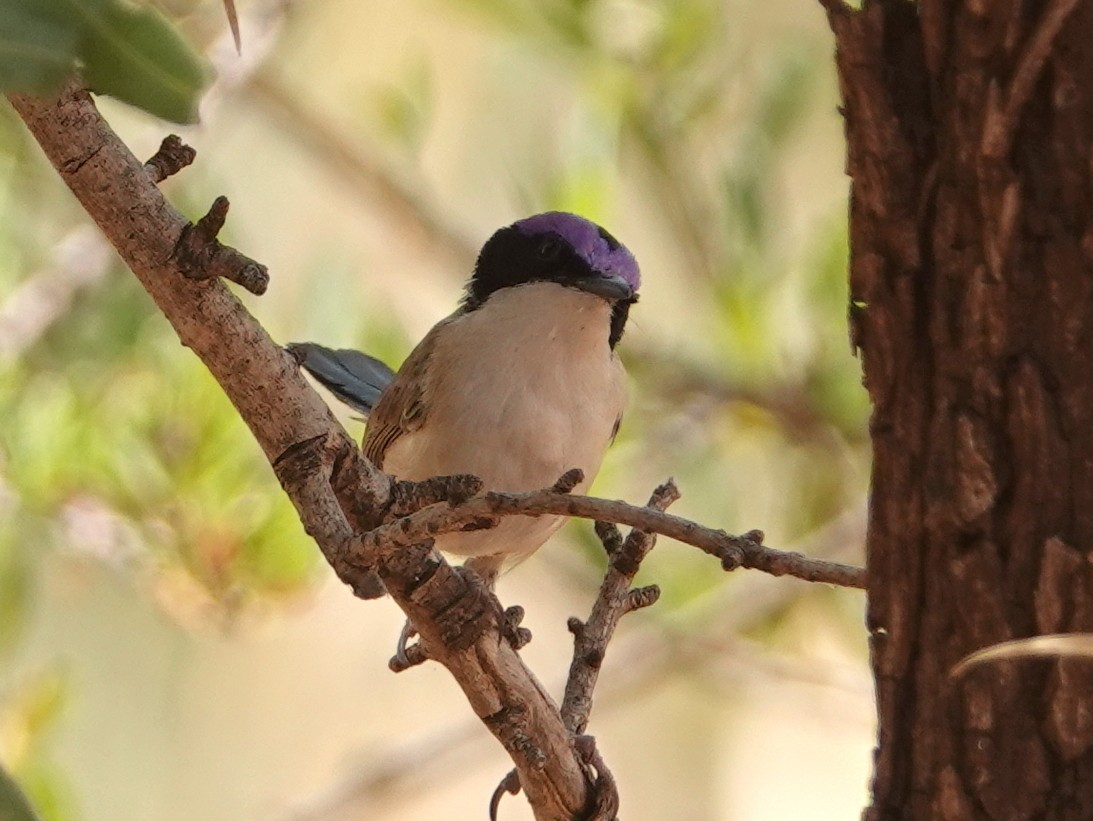 Purple-crowned Fairywren - ML642961938