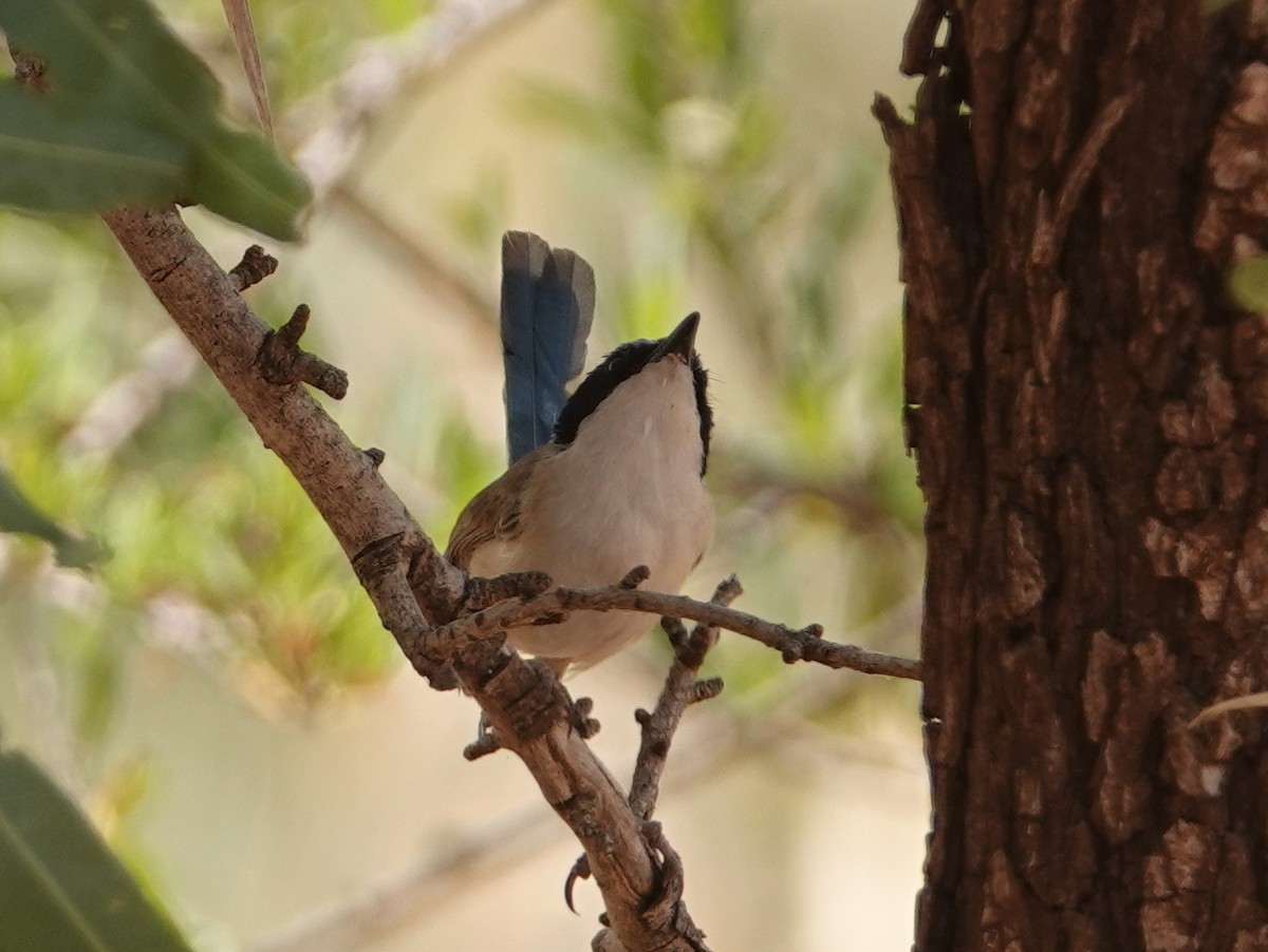 Purple-crowned Fairywren - ML642961939
