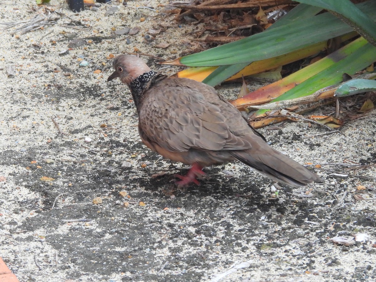 Spotted Dove - ML642961953