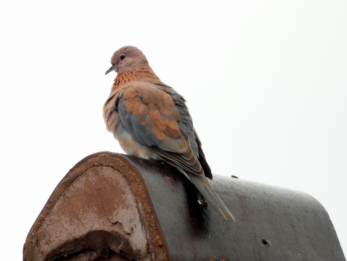 Өөдсөн хүүрзгэнэ - ML642961958