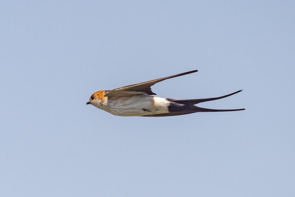 European Red-rumped Swallow - ML642961962