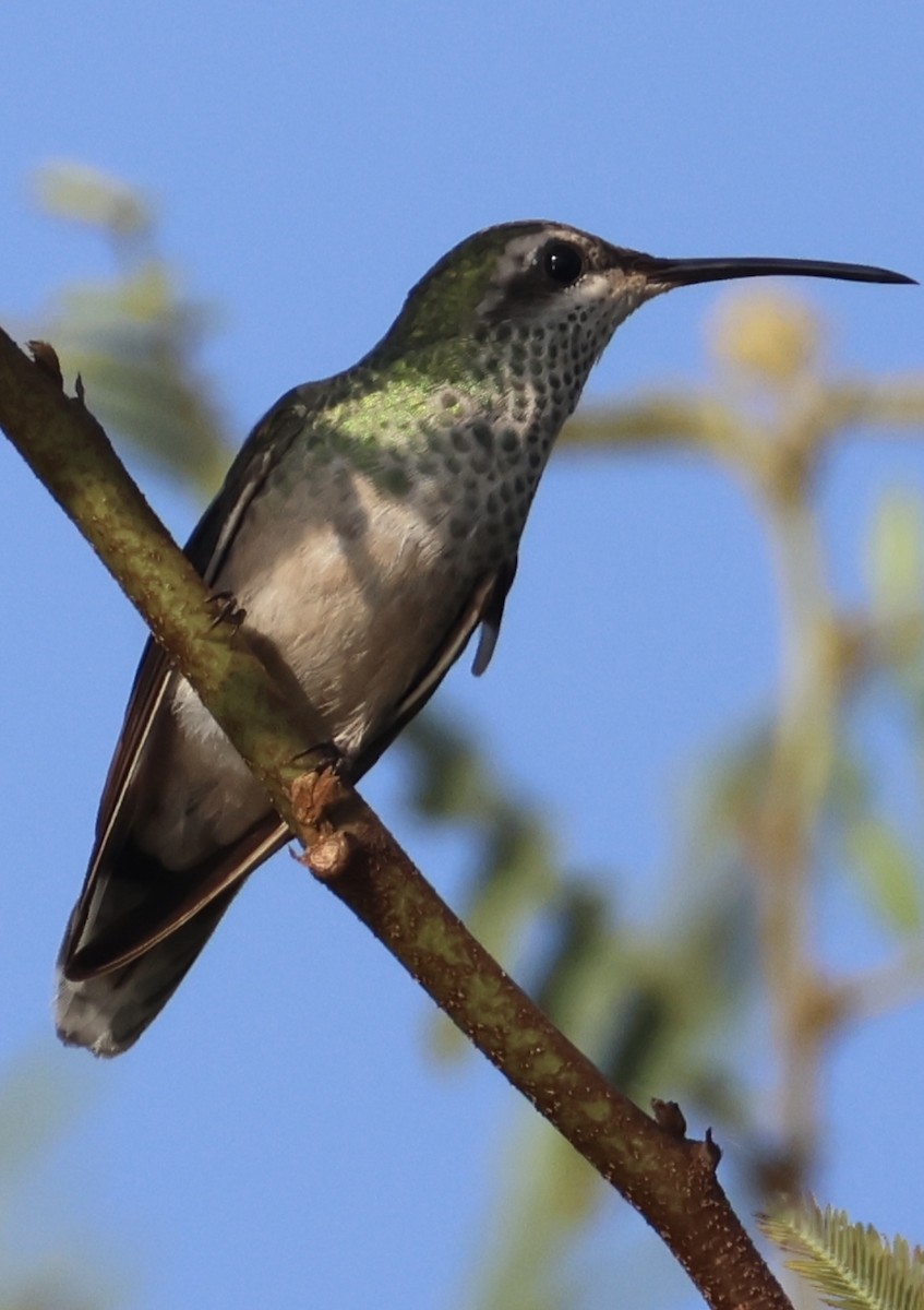 White-tailed Goldenthroat - ML642961973