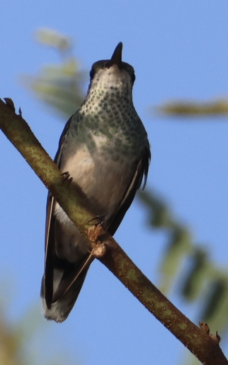 White-tailed Goldenthroat - ML642961974