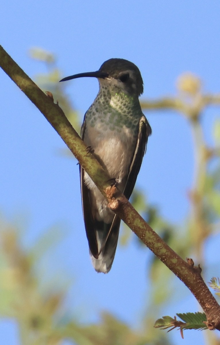 White-tailed Goldenthroat - ML642961975