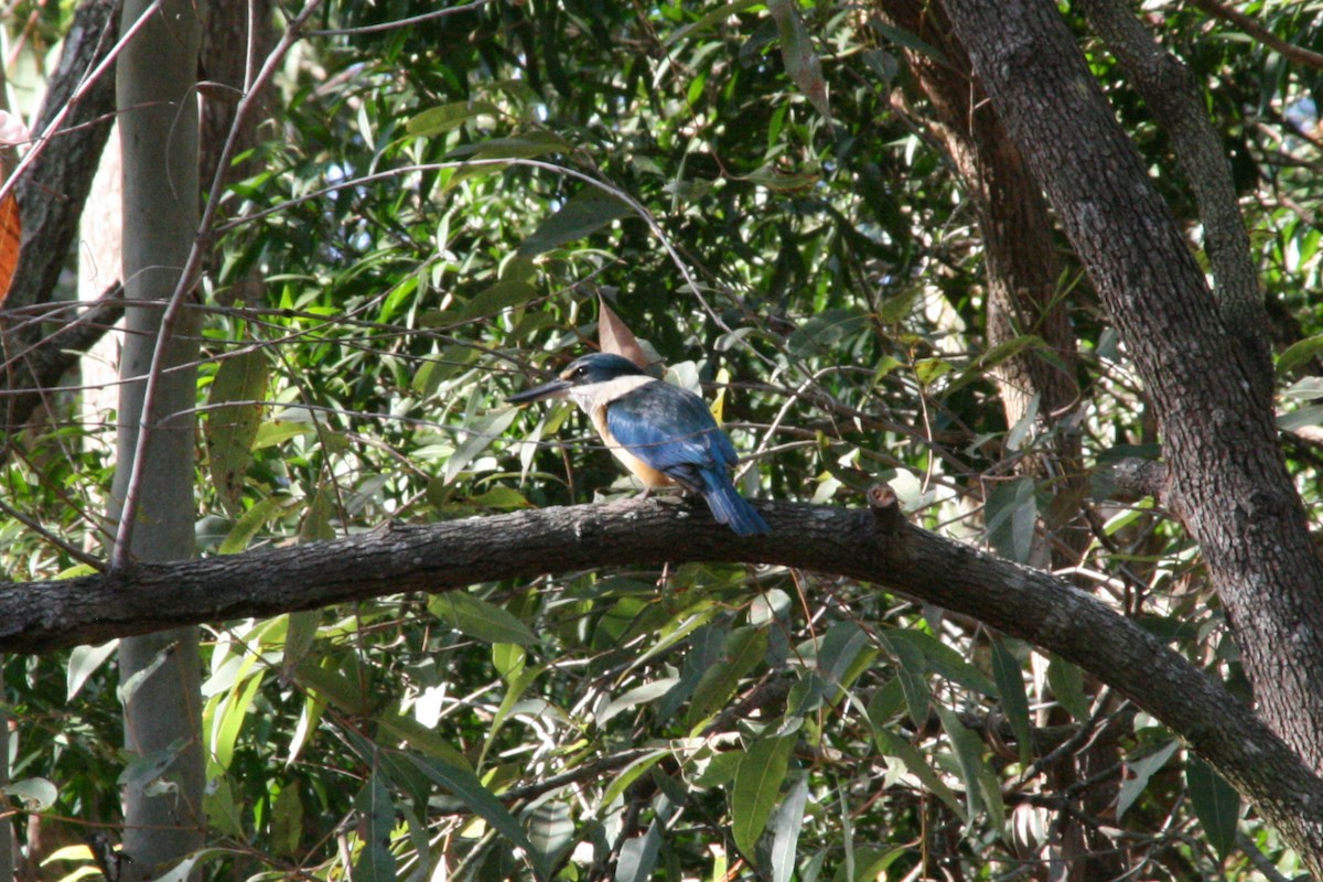 Sacred Kingfisher - ML642961999