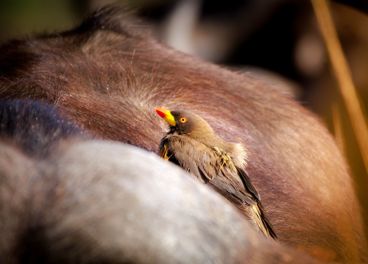 Yellow-billed Oxpecker - ML642962001